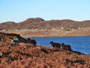 Black sheep ~ blue skies